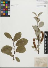 Foto von Salix glabra Scop.